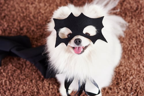 How to Choose Dog Costumes for Halloween