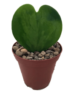  Sweetheart Waxplant - Hoya kerri - Easy to Grow House Plant