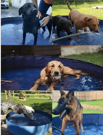 Foldable Dog Swimming Pool