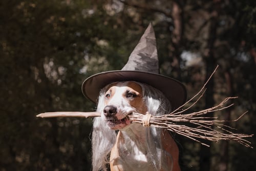disfraz para perro - Halloween - bruja
