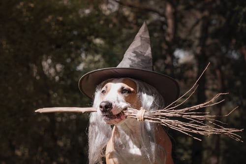 hundekostyme – halloween – heks