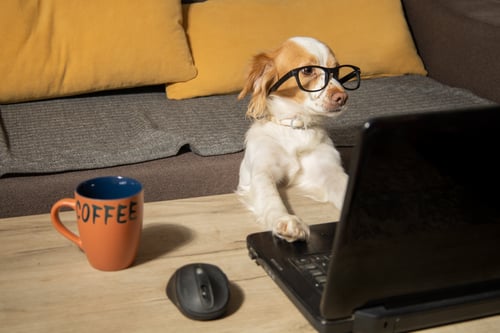 dog and coffee at home