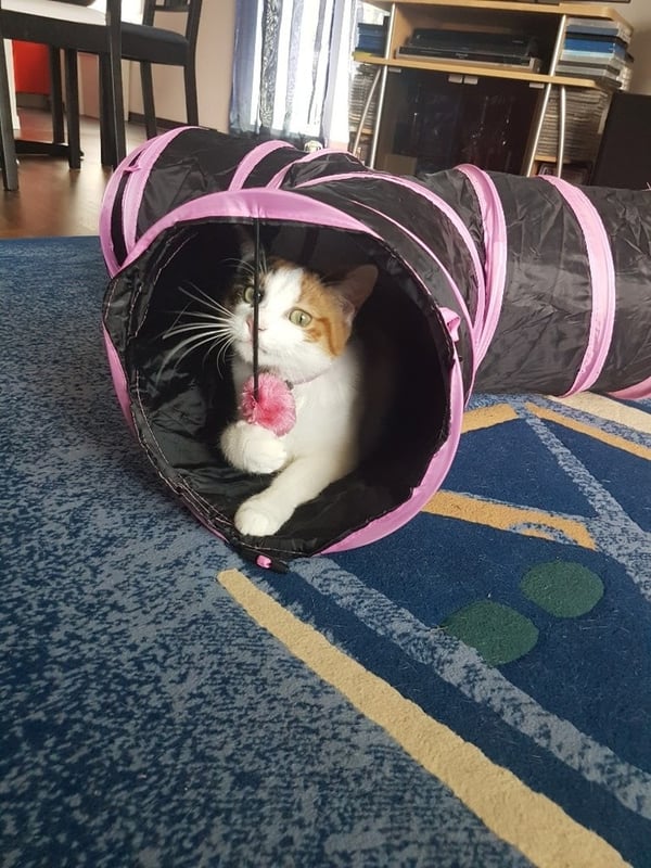 Cat-tunnel