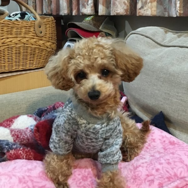 Dog-sweater
