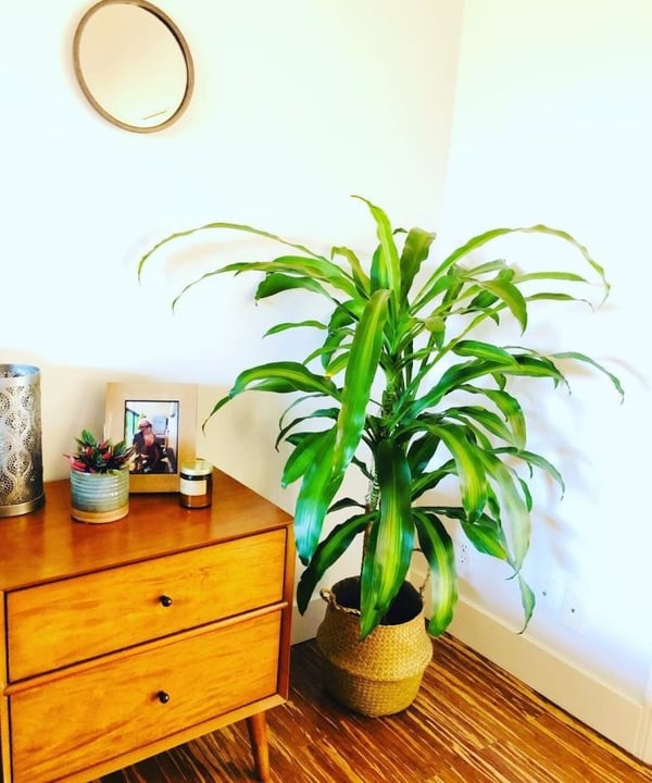 rieten plantenbak met grote plant
