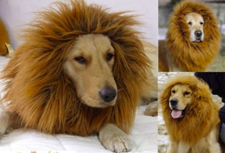 Lion's Mane for Dog