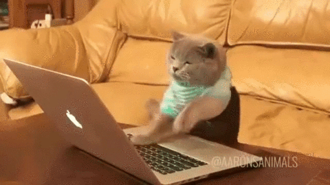 gato-teclado