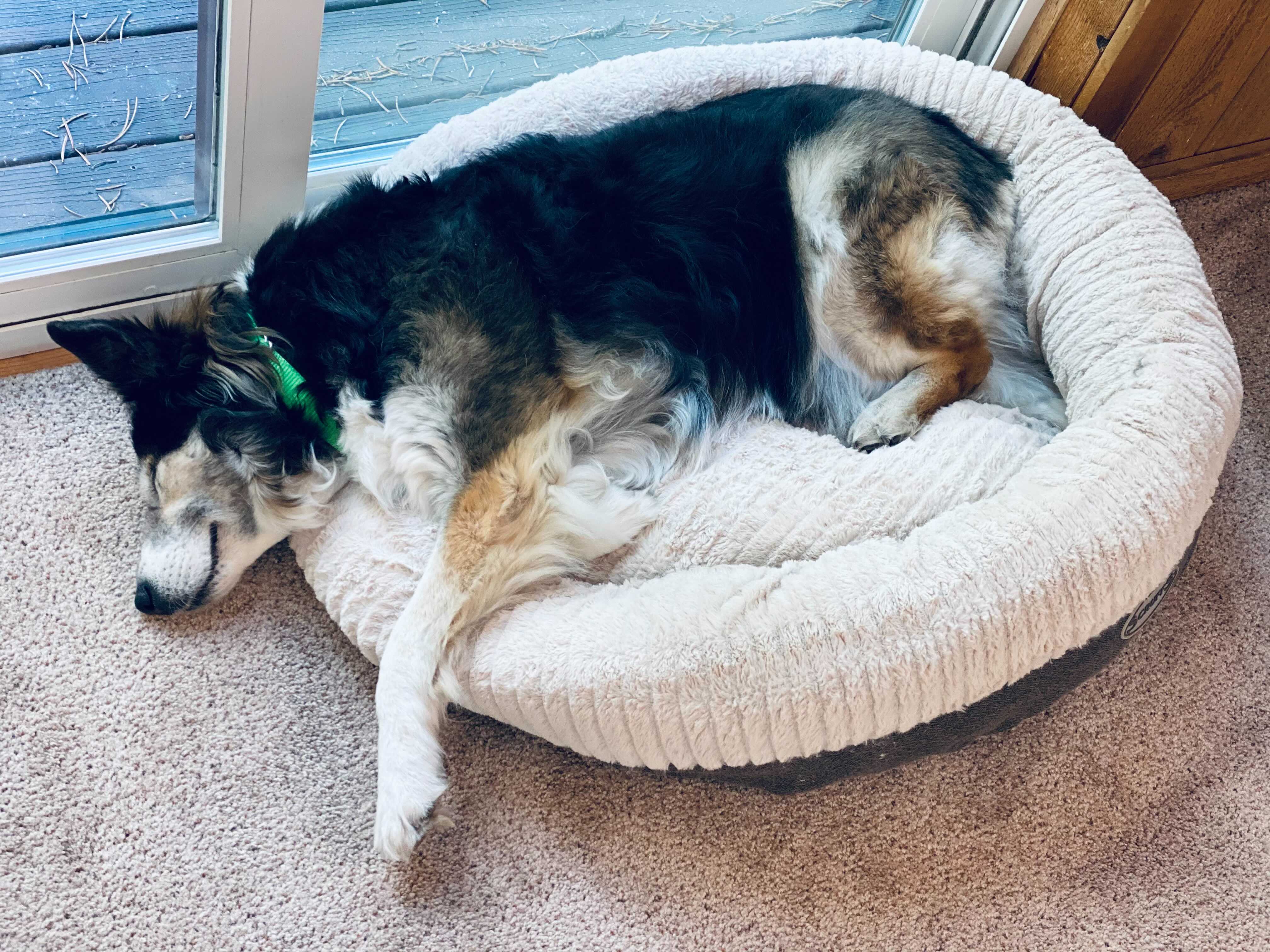 dog laying in scruffs pet bed from wish