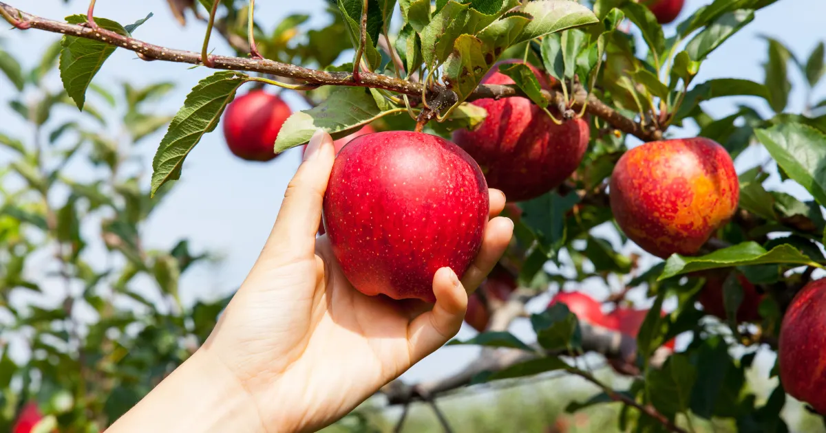 🍎🍎🍎 Récolte des pommes : Deux recettes à essayer 🍎🍎🍎