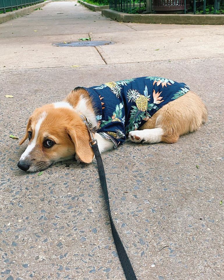 Hawaiian Shirt