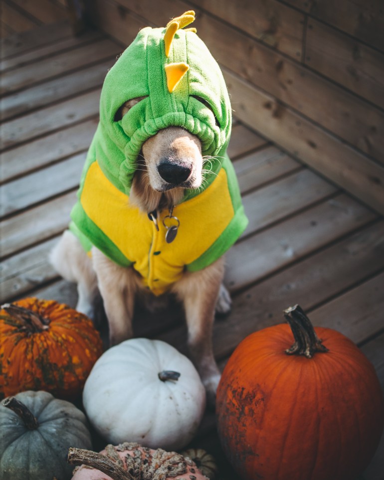 10 Adorable Halloween Costumes For Dogs