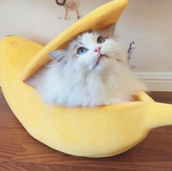 Banana pet bed, weird, winter