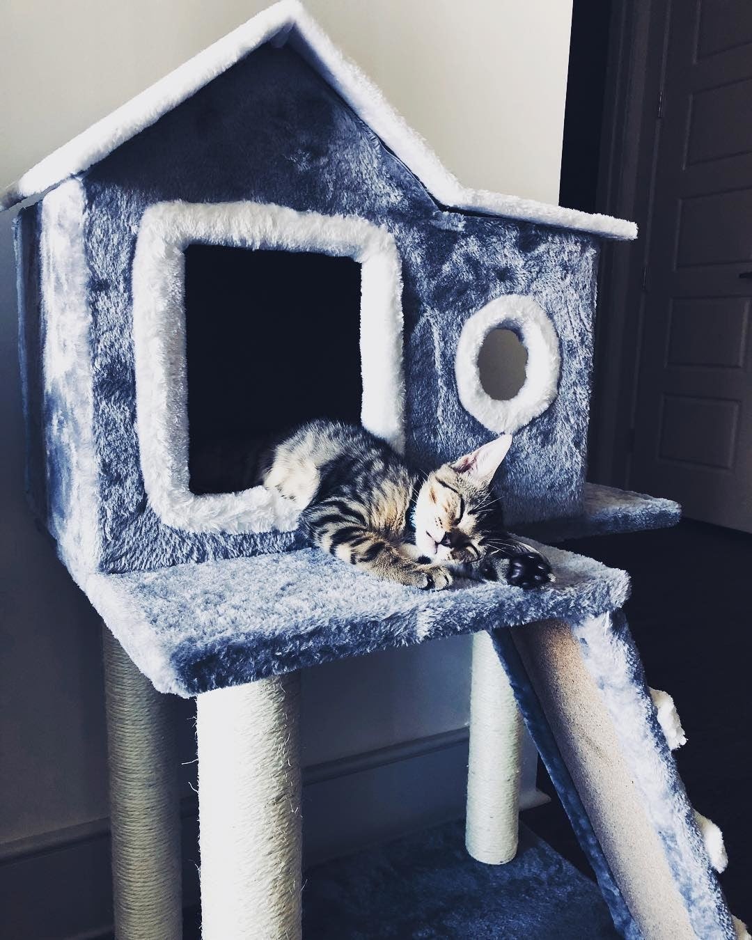 pets, cat house