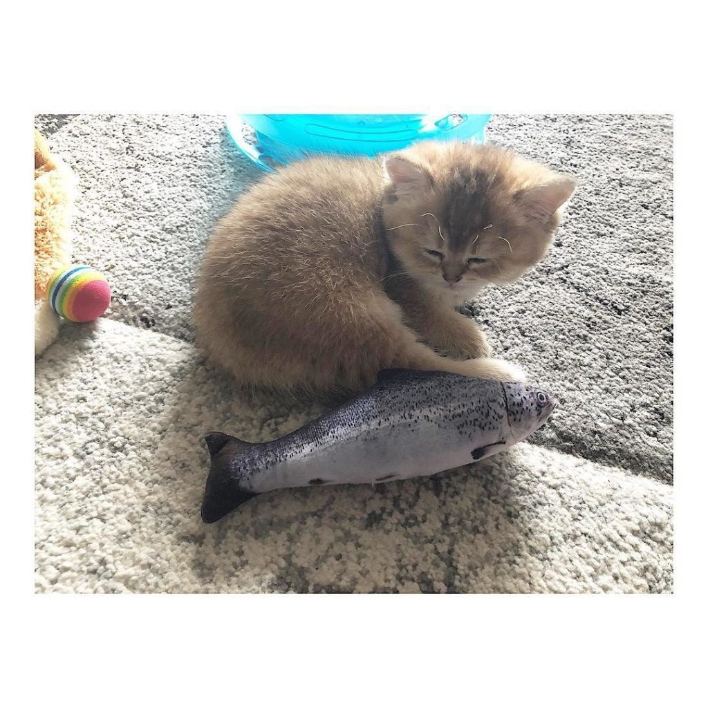 kitten, cat, fish, toy