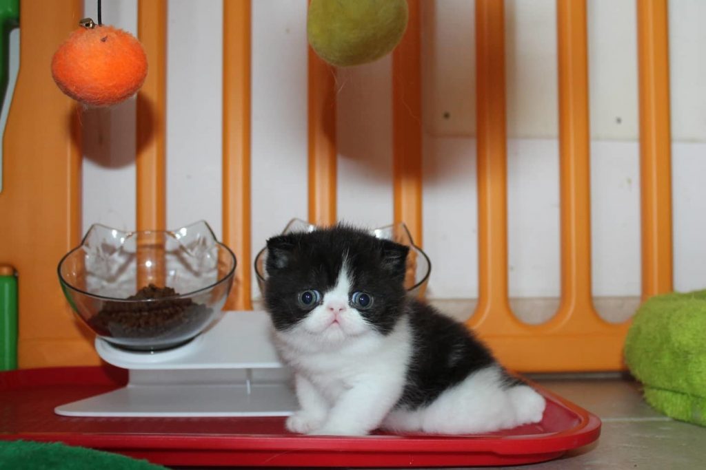 kitten, cat, bowls