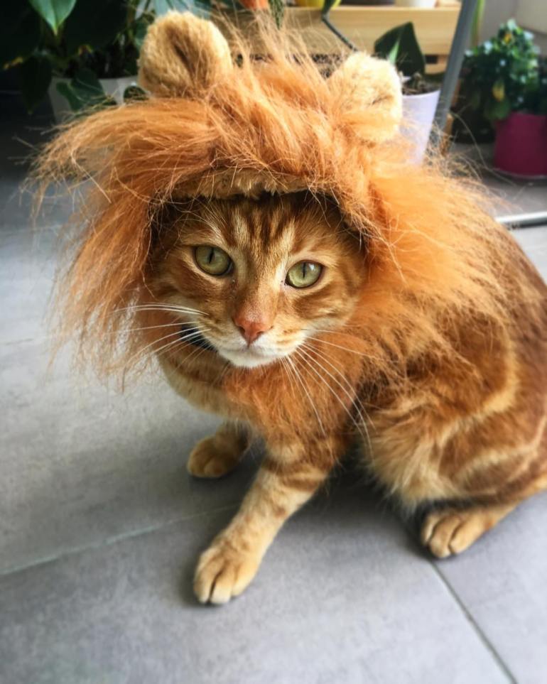 Lion Costume