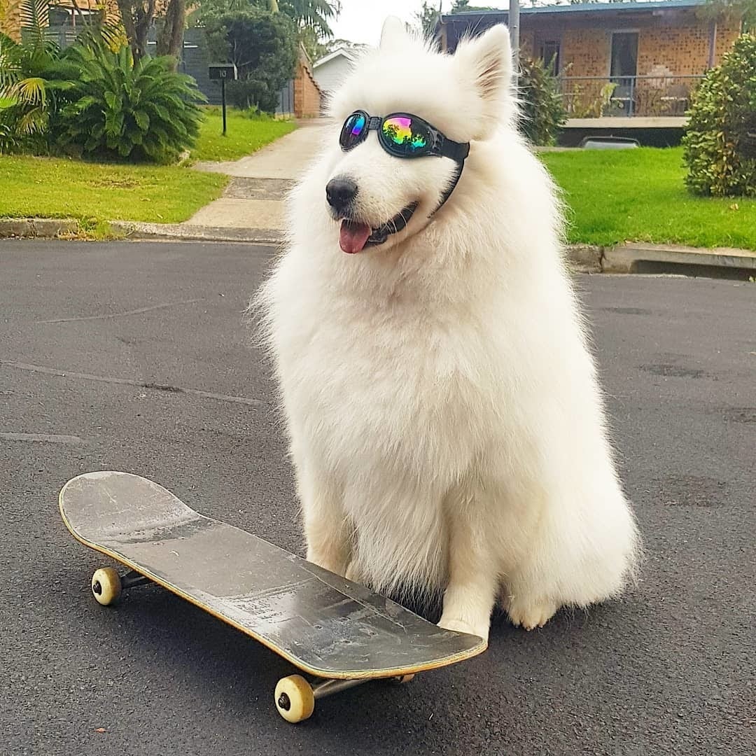 déguisement pour chien