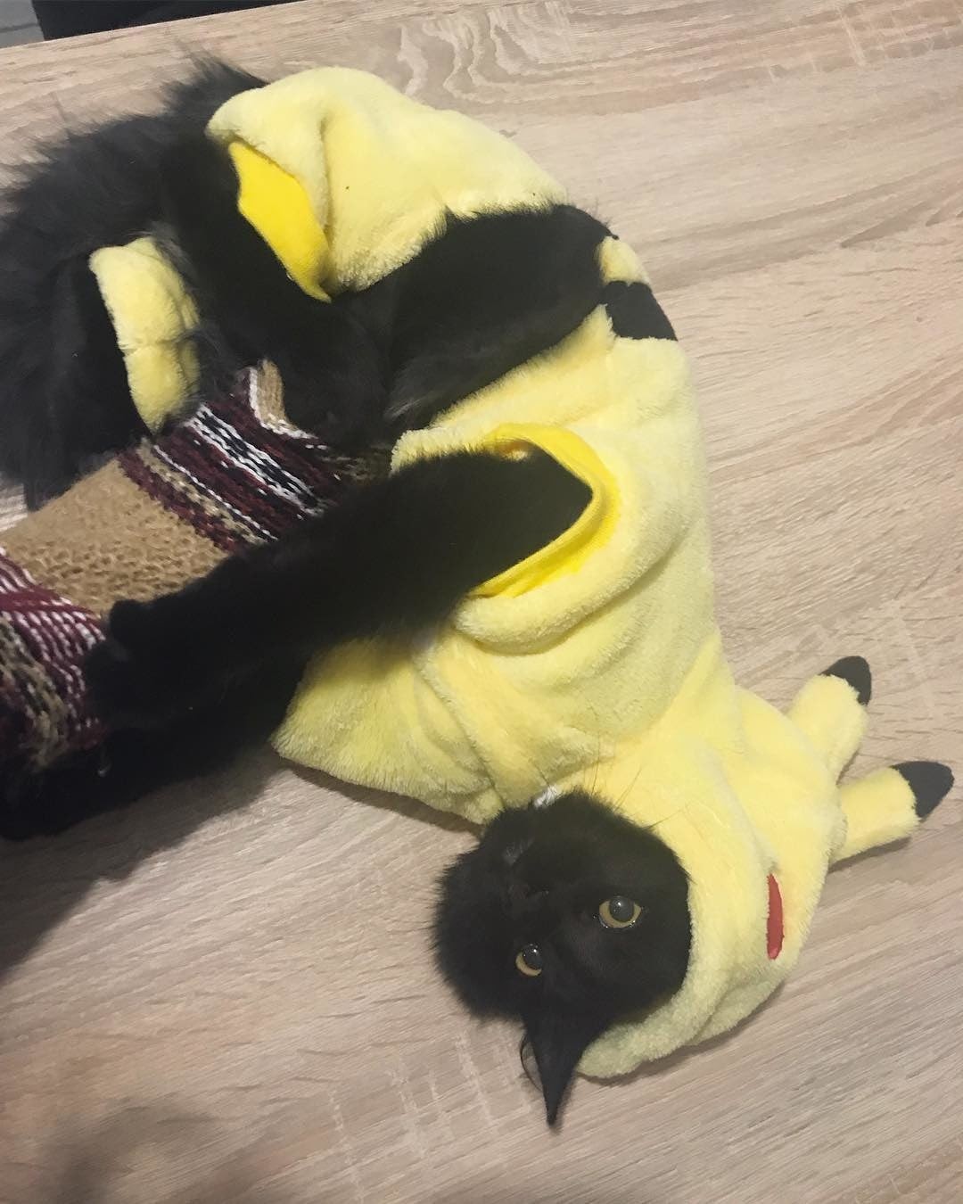 Pet Costume