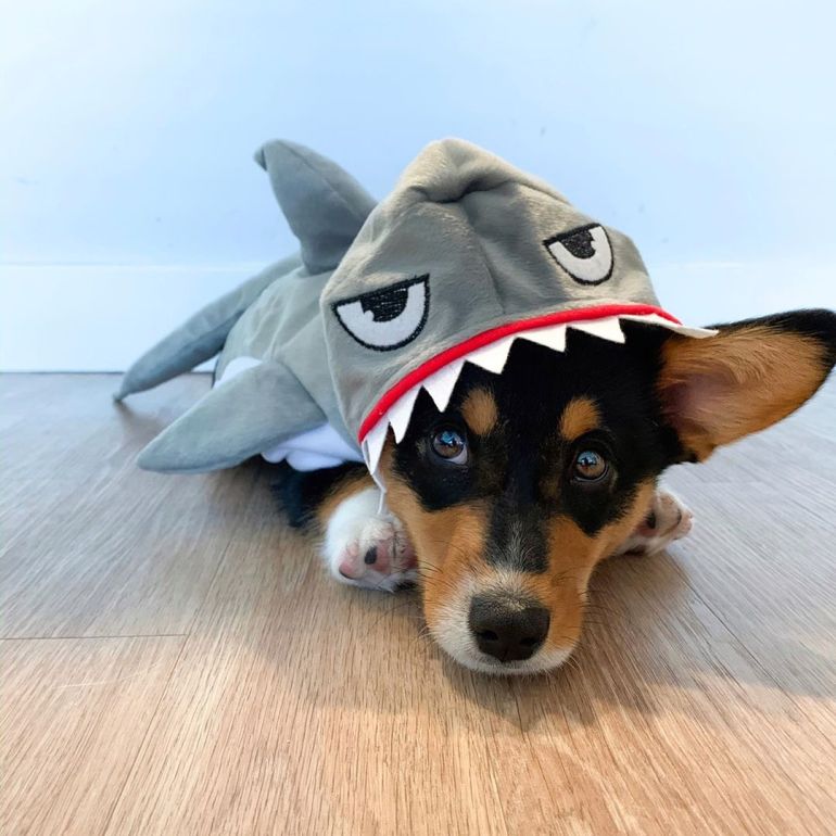 Shark 2024 puppy costume