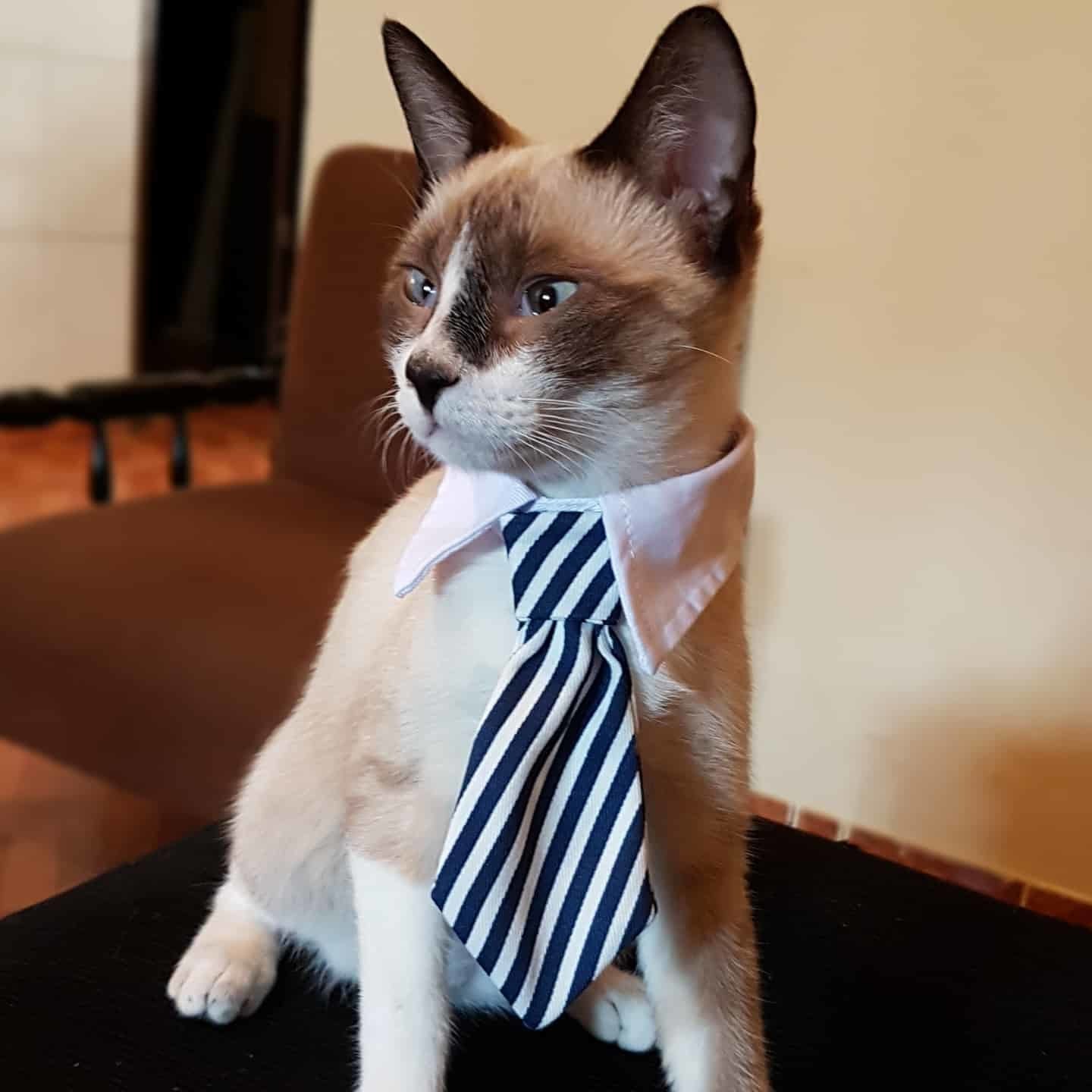 Pet Tie