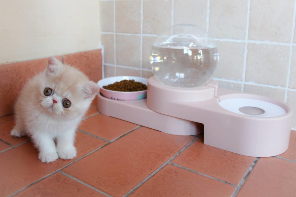 kitten, cat, bowls