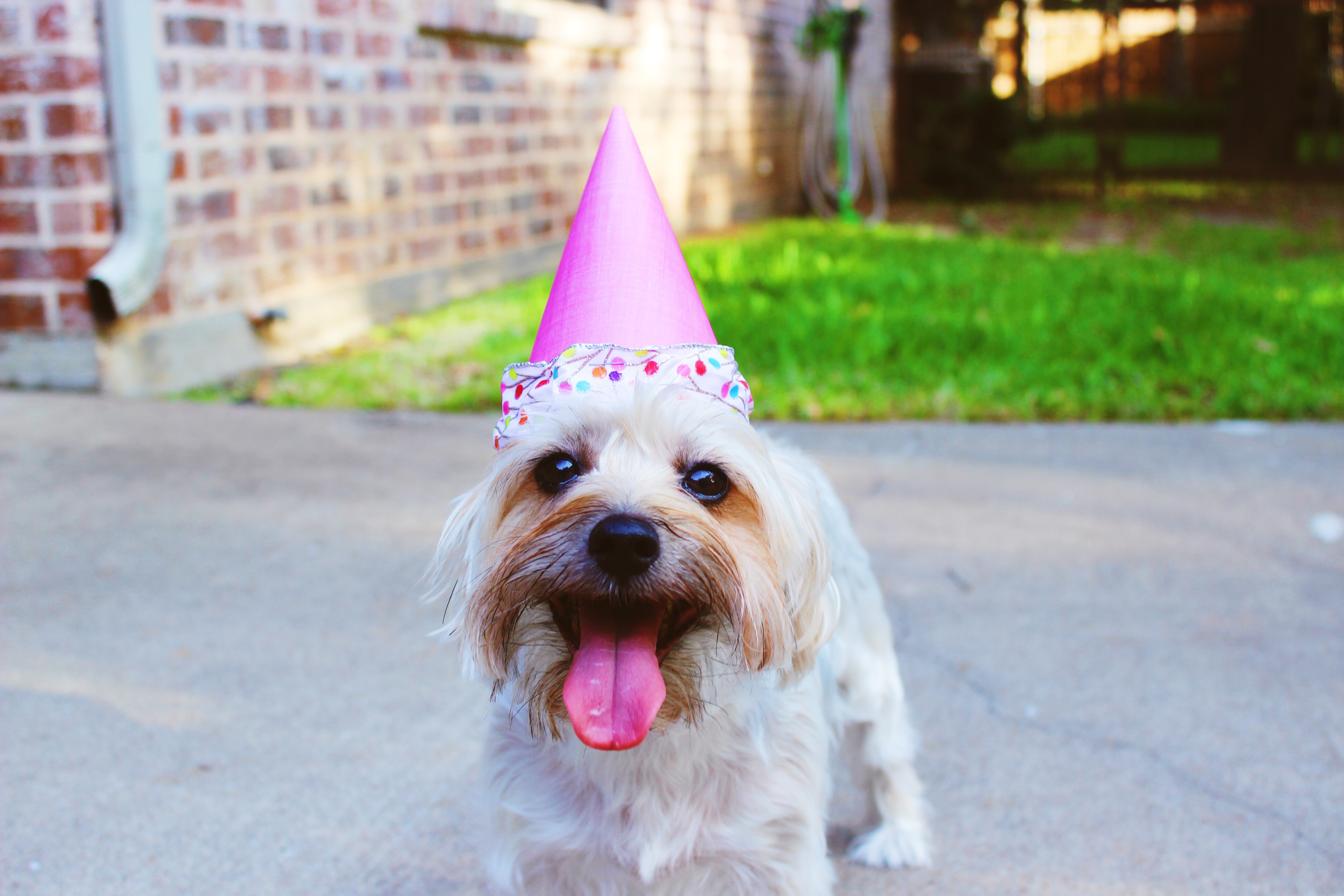 dog with a party hat