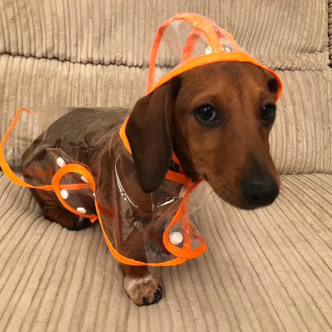 Pet Raincoat