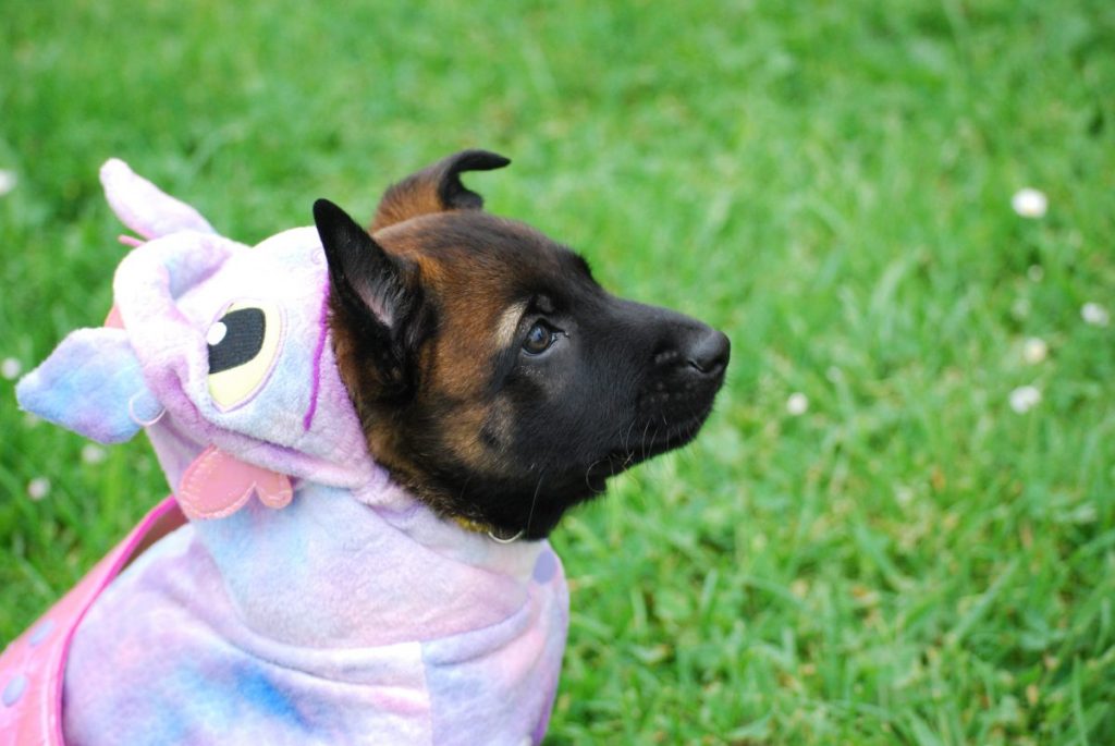 dog-in-unicorn-costume